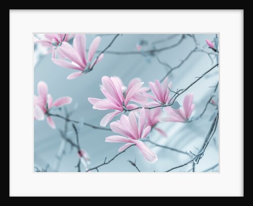 Magnolia flowers by Assaf Frank